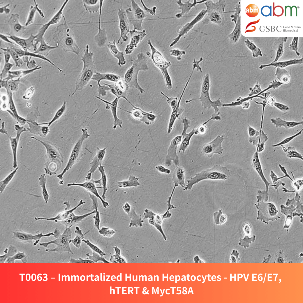 Immortalized Human Hepatocytes - HPV E6/E7, hTERT & MycT58A