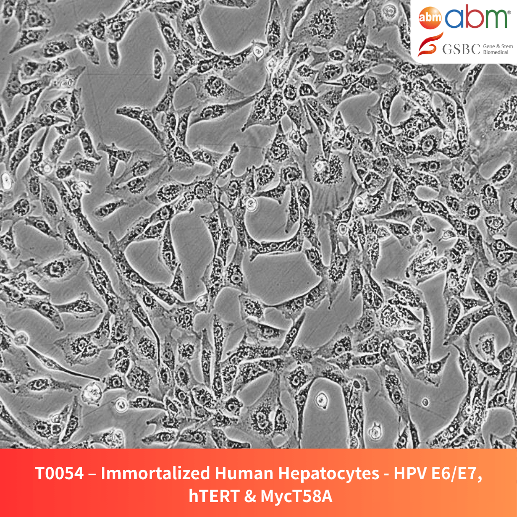 Immortalized Human Hepatocytes - HPV E6/E7, hTERT & MycT58A