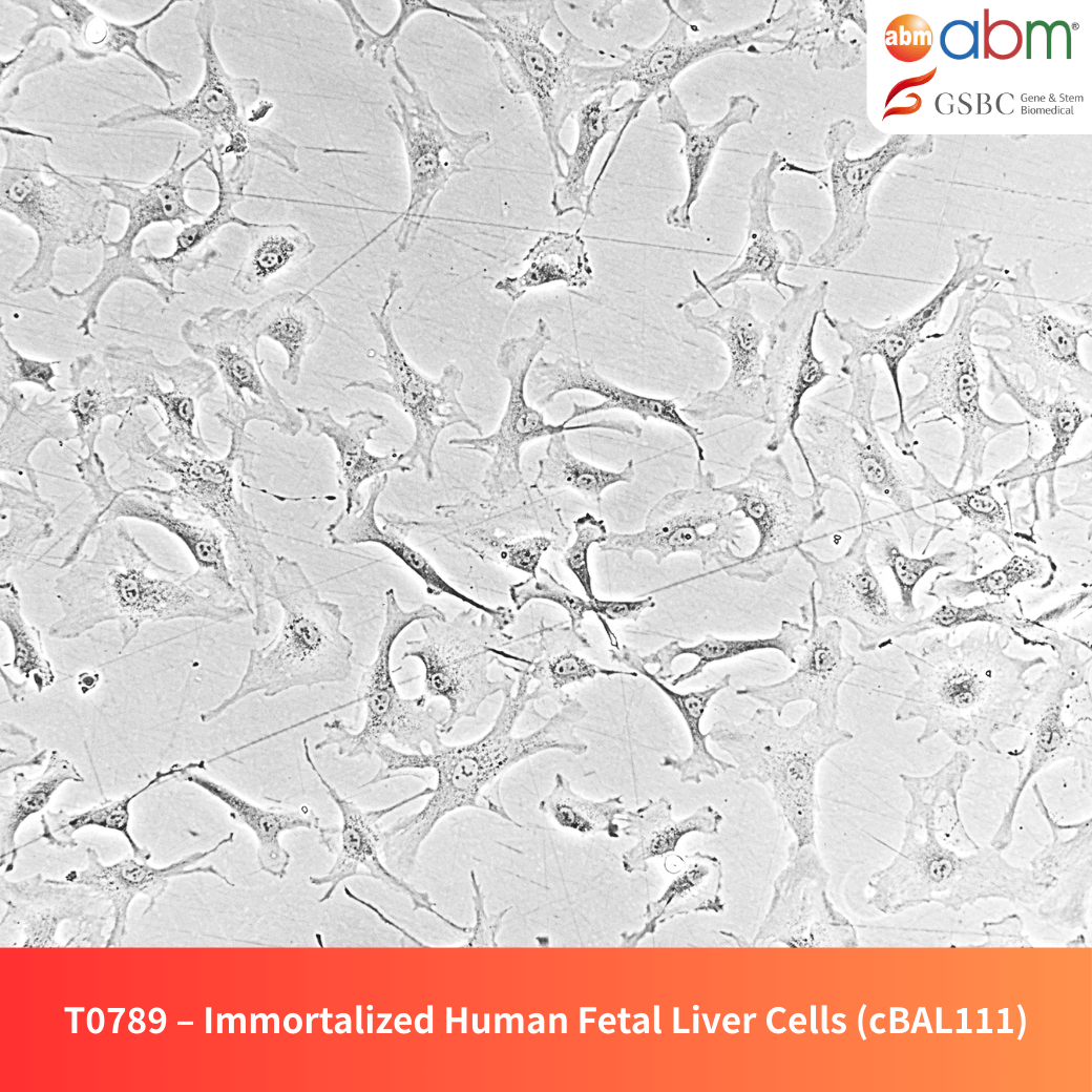 Immortalized Human Fetal Liver Cells (cBAL111)