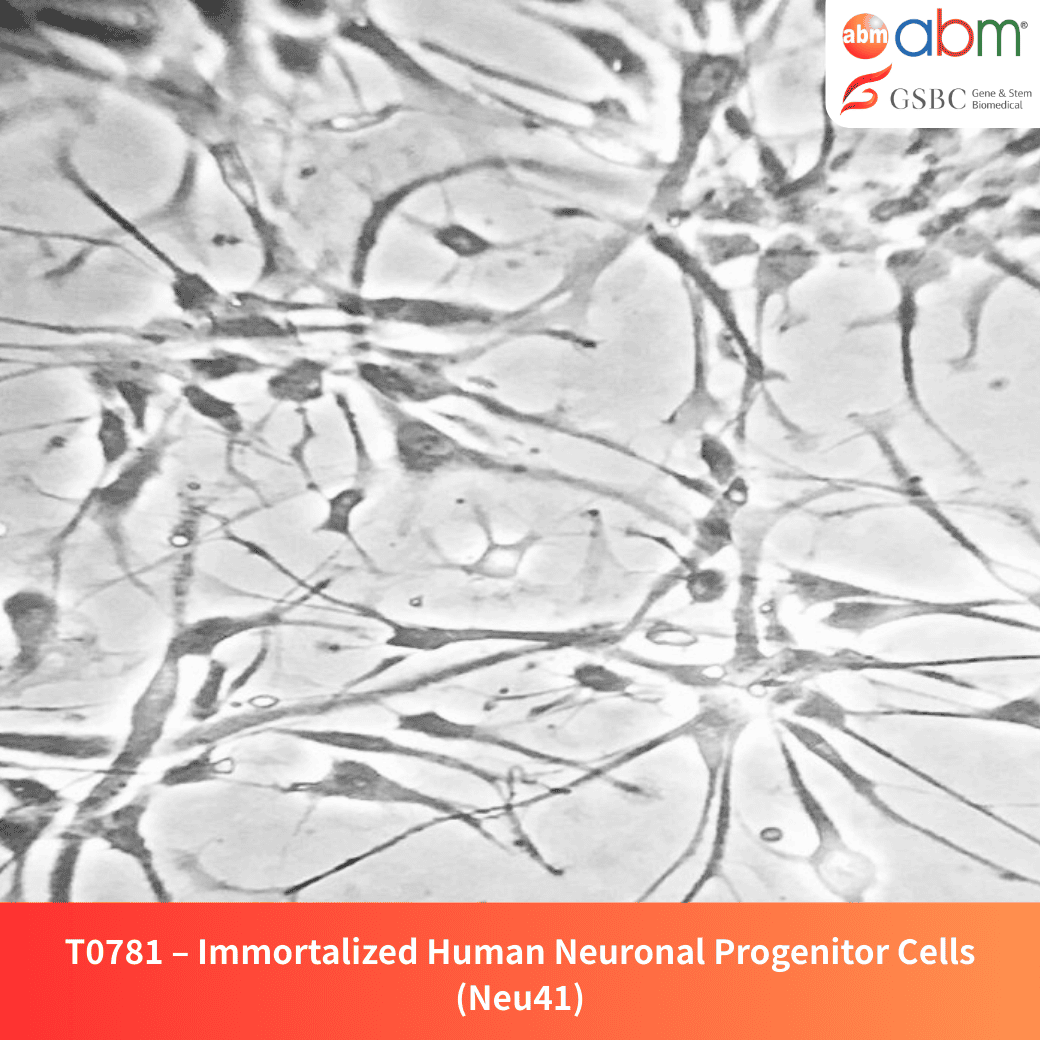 Immortalized Human Neuronal Progenitor Cells (Neu41)