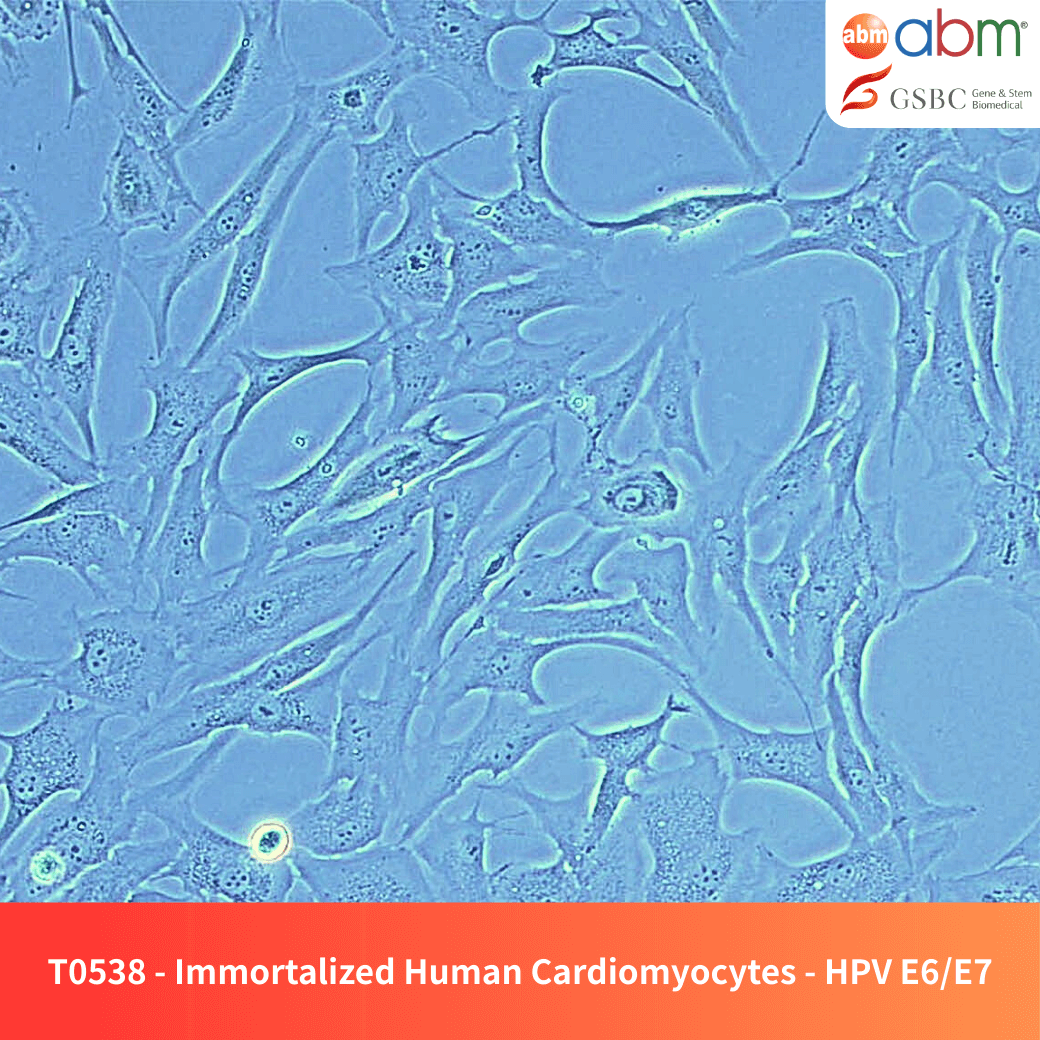 Immortalized Human Cardiomyocytes - HPV E6/E7