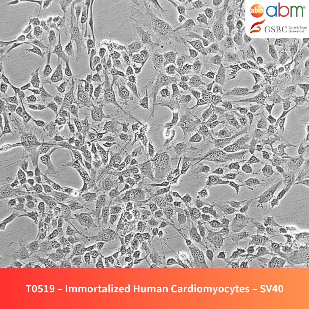 Immortalized Human Cardiomyocytes - SV40