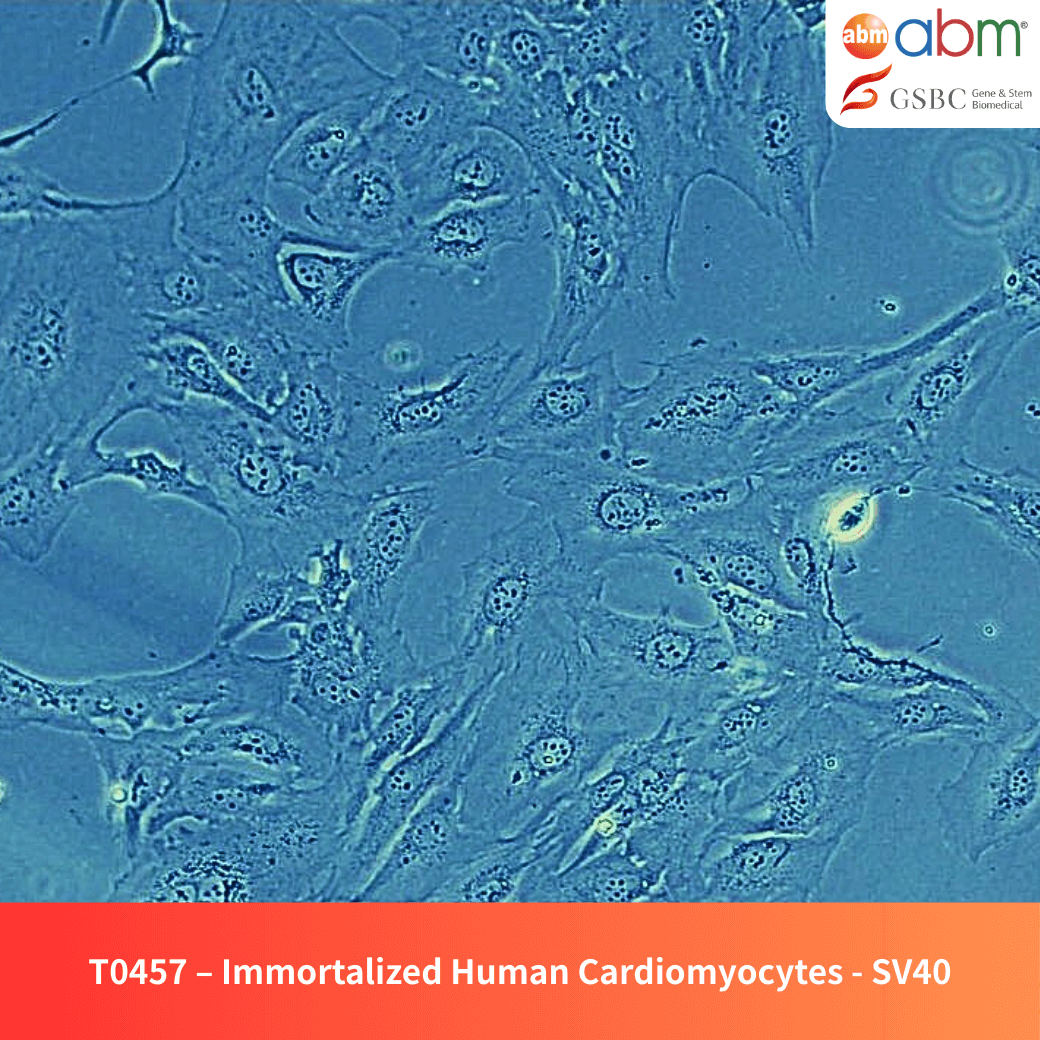 Immortalized Human Cardiomyocytes - SV40T