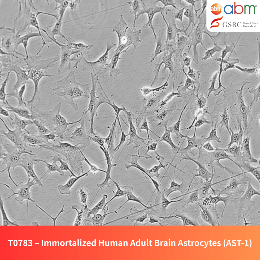 Immortalized Human Adult Brain Astrocytes (AST-1)