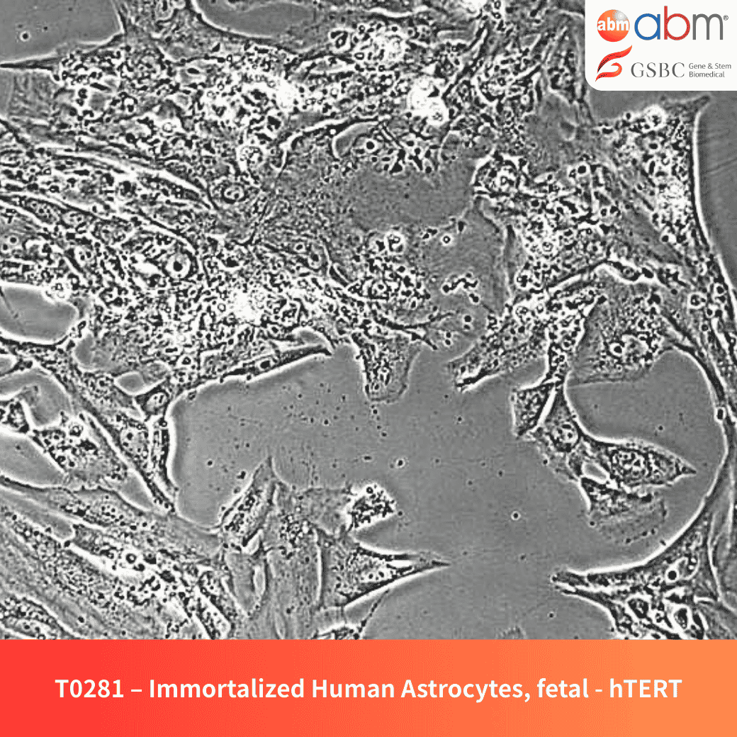 Immortalized Human Astrocytes, Fetal - hTERT-281
