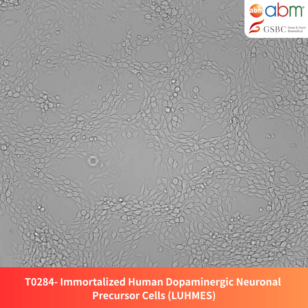 Immortalized Human Dopaminergic Neuronal Precursor Cells (LUHMES)