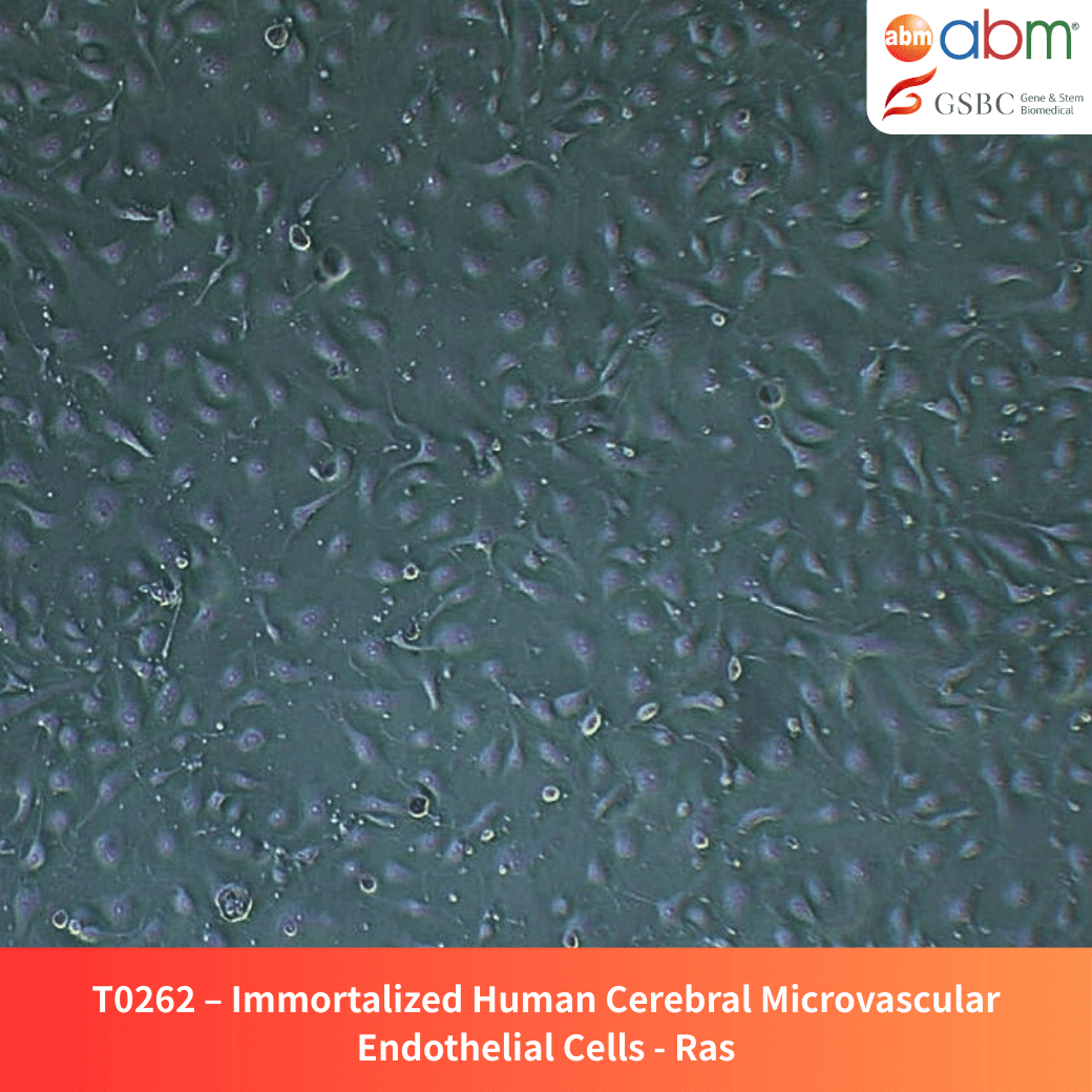 Immortalized Human Cerebral Microvascular Endothelial Cells - Ras