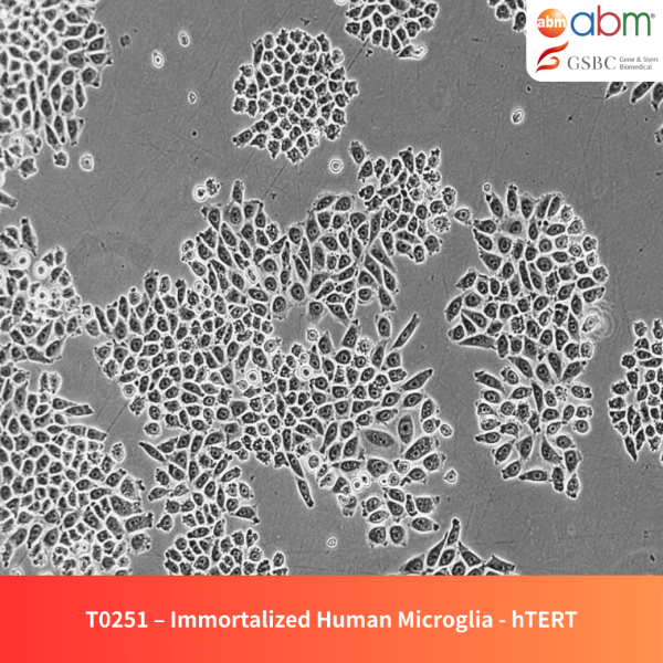 Immortalized Human Microglia - hTERT