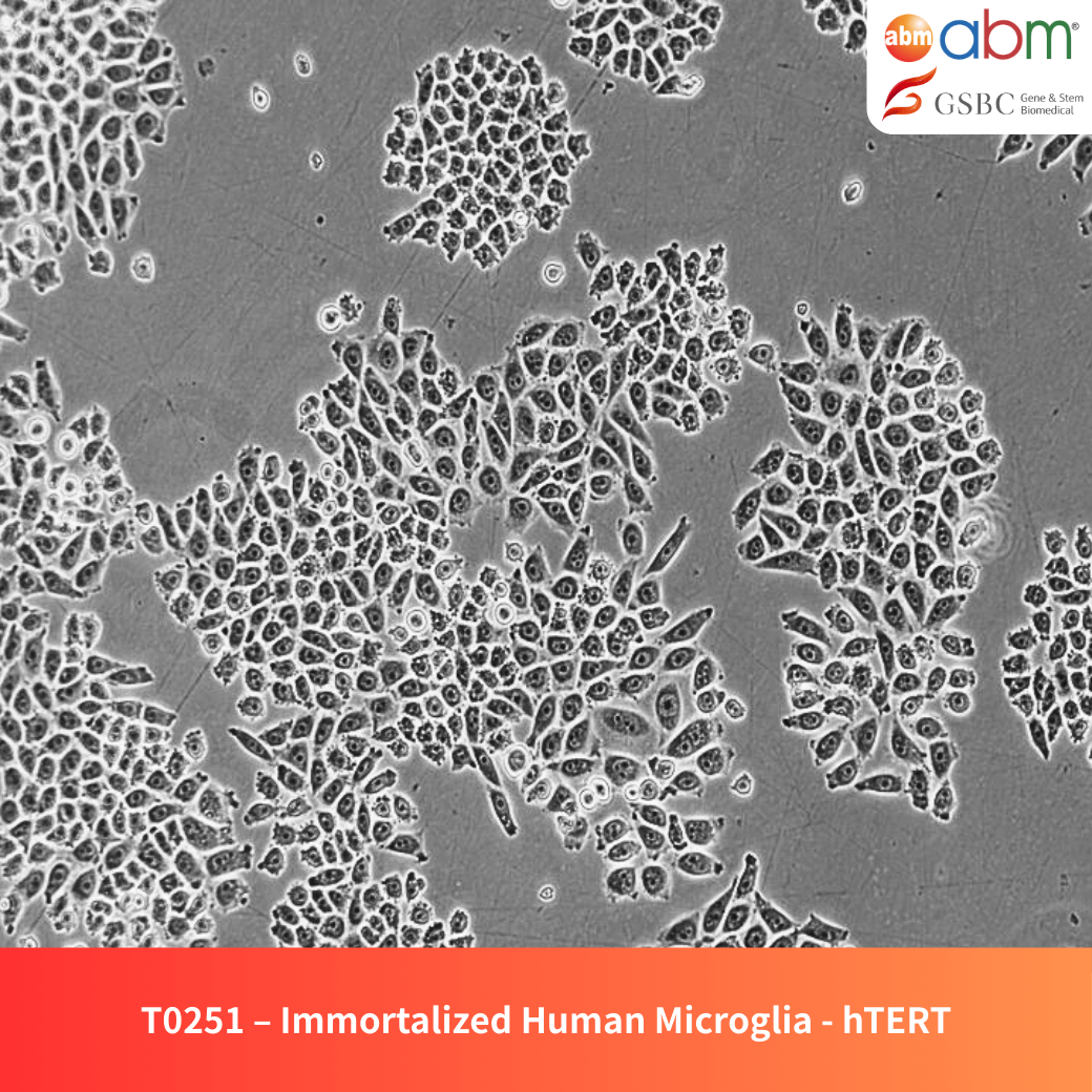 Immortalized Human Microglia - hTERT