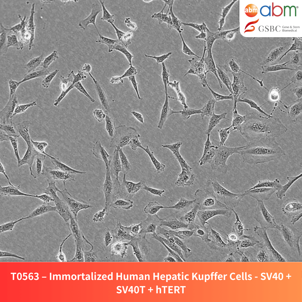Immortalized Human Hepatic Kupffer Cells - SV40 + SV40T + hTERT