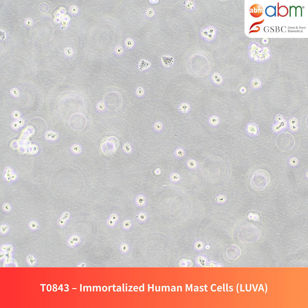 Immortalized Human Mast Cells (LUVA) ; Not capable of histamine release (degranulation) - T0843