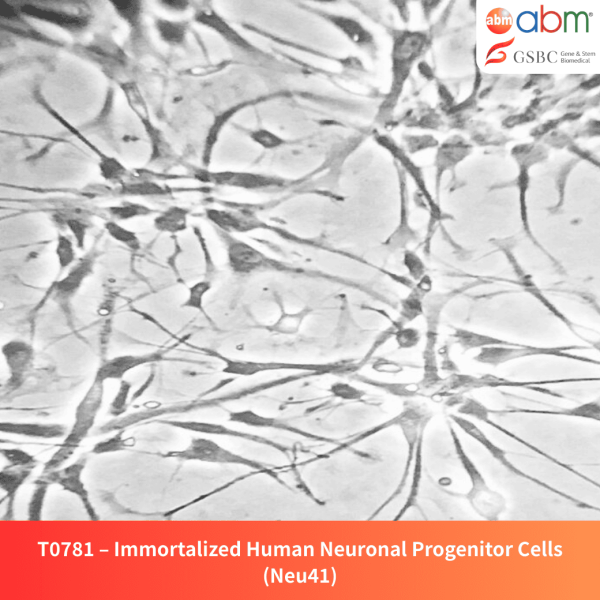 Immortalized Human Neuronal Progenitor Cells (Neu41)