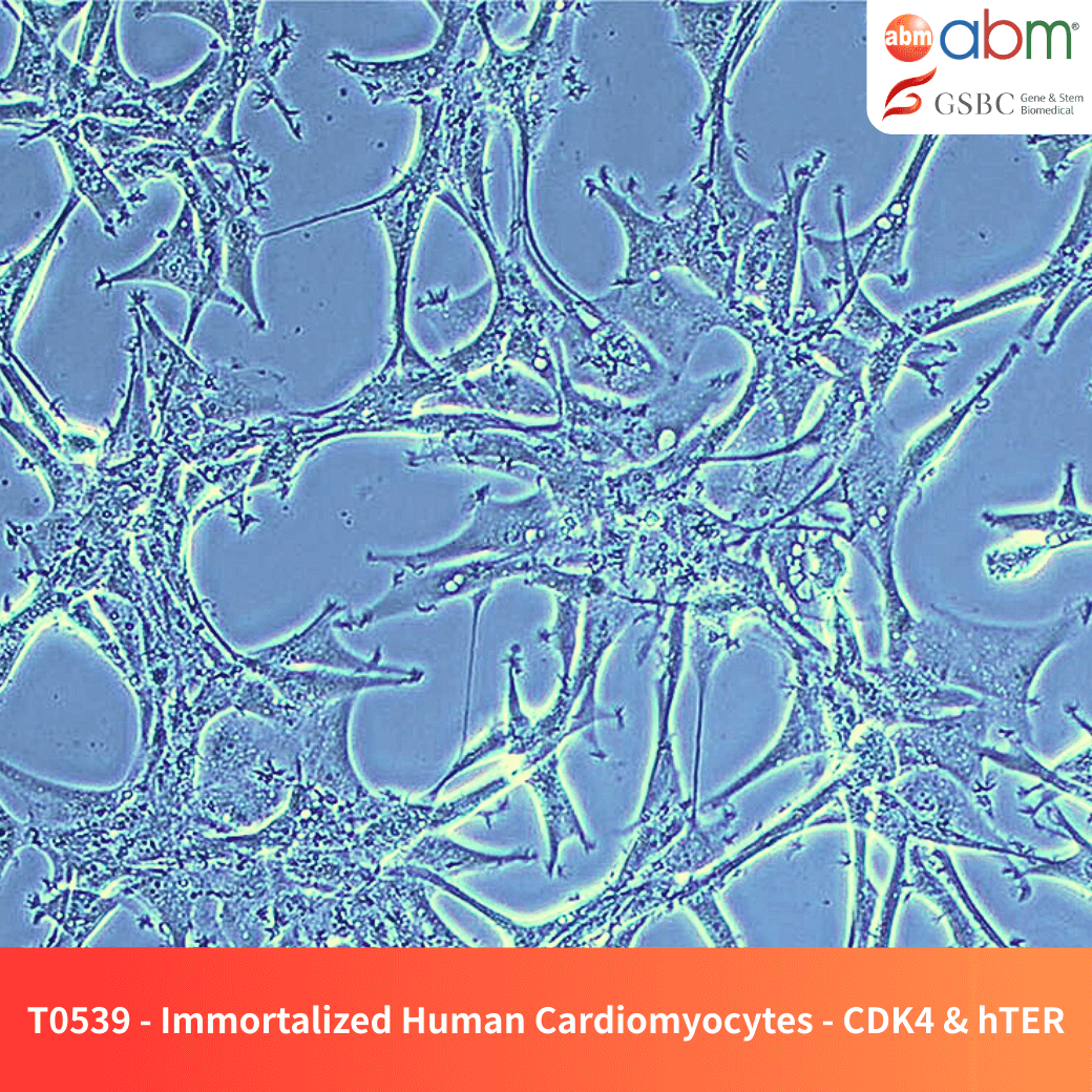 Immortalized Human Cardiomyocytes - CDK4, hTERT, & BMI