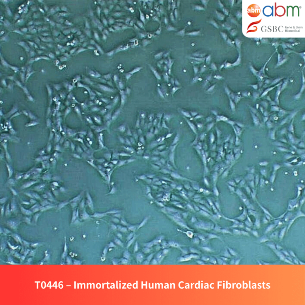 Immortalized Human Cardiac Fibroblasts