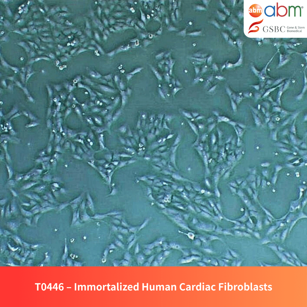 Immortalized Human Cardiac Fibroblasts