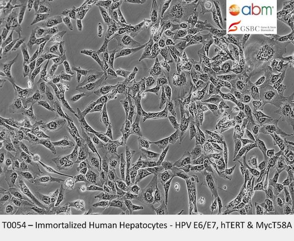 Immortalized Human Hepatocytes - HPV E6/E7, hTERT & MycT58A