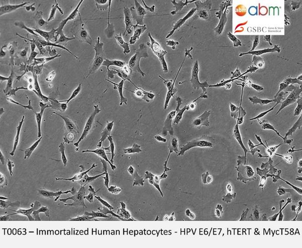 Immortalized Human Hepatocytes - HPV E6/E7, hTERT & MycT58A