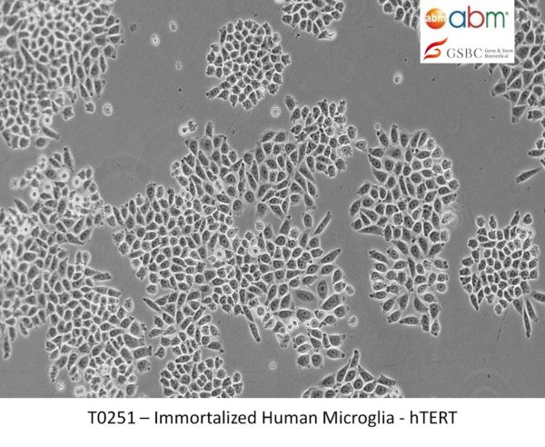 Immortalized Human Microglia - hTERT