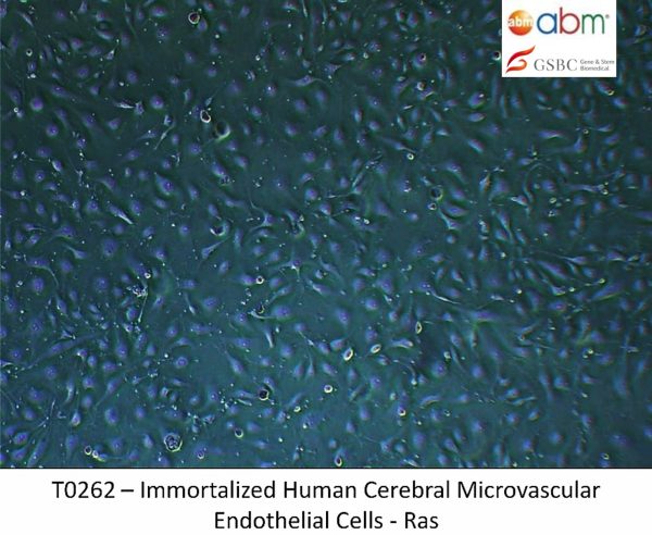 Immortalized Human Cerebral Microvascular Endothelial Cells - Ras