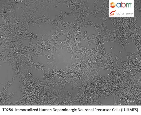 Immortalized Human Dopaminergic Neuronal Precursor Cells (LUHMES)