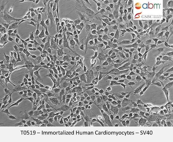 Immortalized Human Cardiomyocytes - SV40