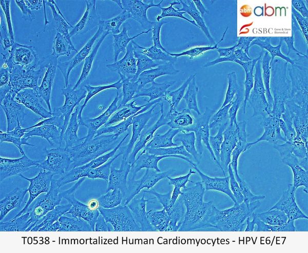 永生化人類心肌細胞 - HPV E6/E7