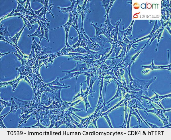 Immortalized Human Cardiomyocytes - CDK4, hTERT, & BMI