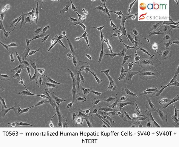 Immortalized Human Hepatic Kupffer Cells - SV40 + SV40T + hTERT