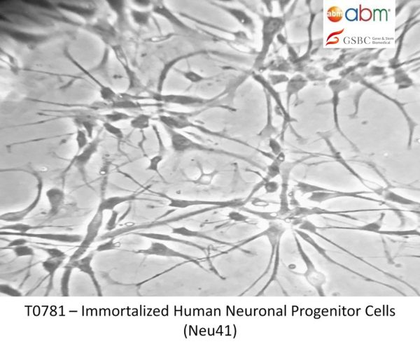 Immortalized Human Neuronal Progenitor Cells (Neu41)