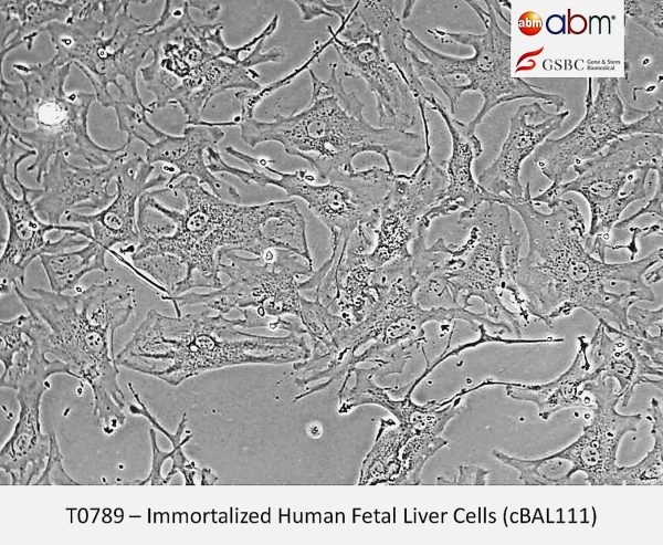 Immortalized Human Fetal Liver Cells (cBAL111)