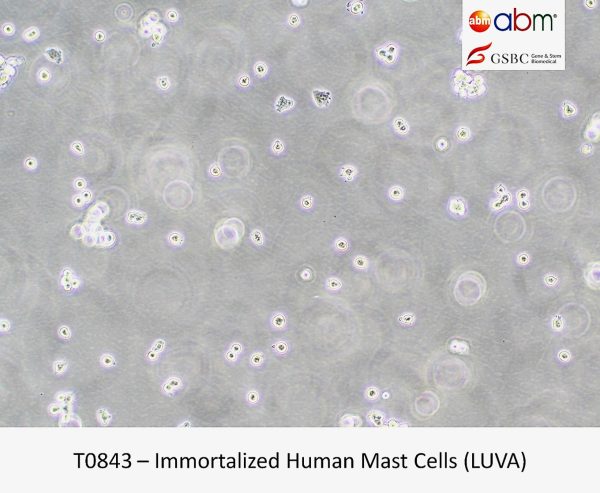 Immortalized Human Mast Cells (LUVA) - T0843