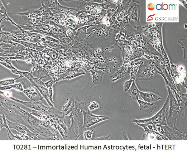 Immortalized Human Astrocytes, Fetal - hTERT-281